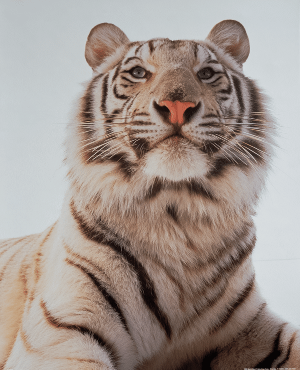 White Tiger Close Up II, Art Poster Print for Wall, Home Decor