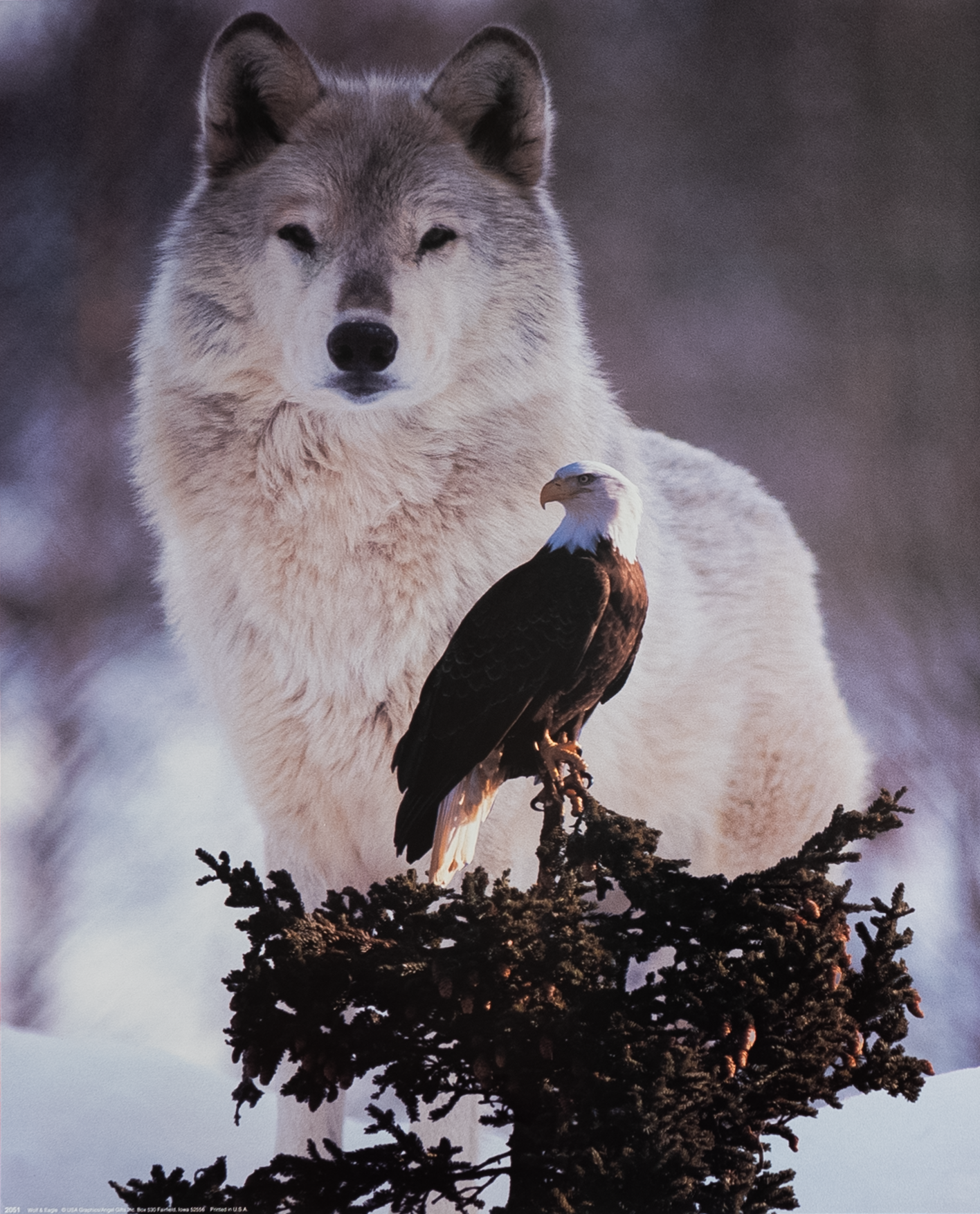 Wolf + Eagle I, Art Poster Print for Wall, Home Decor