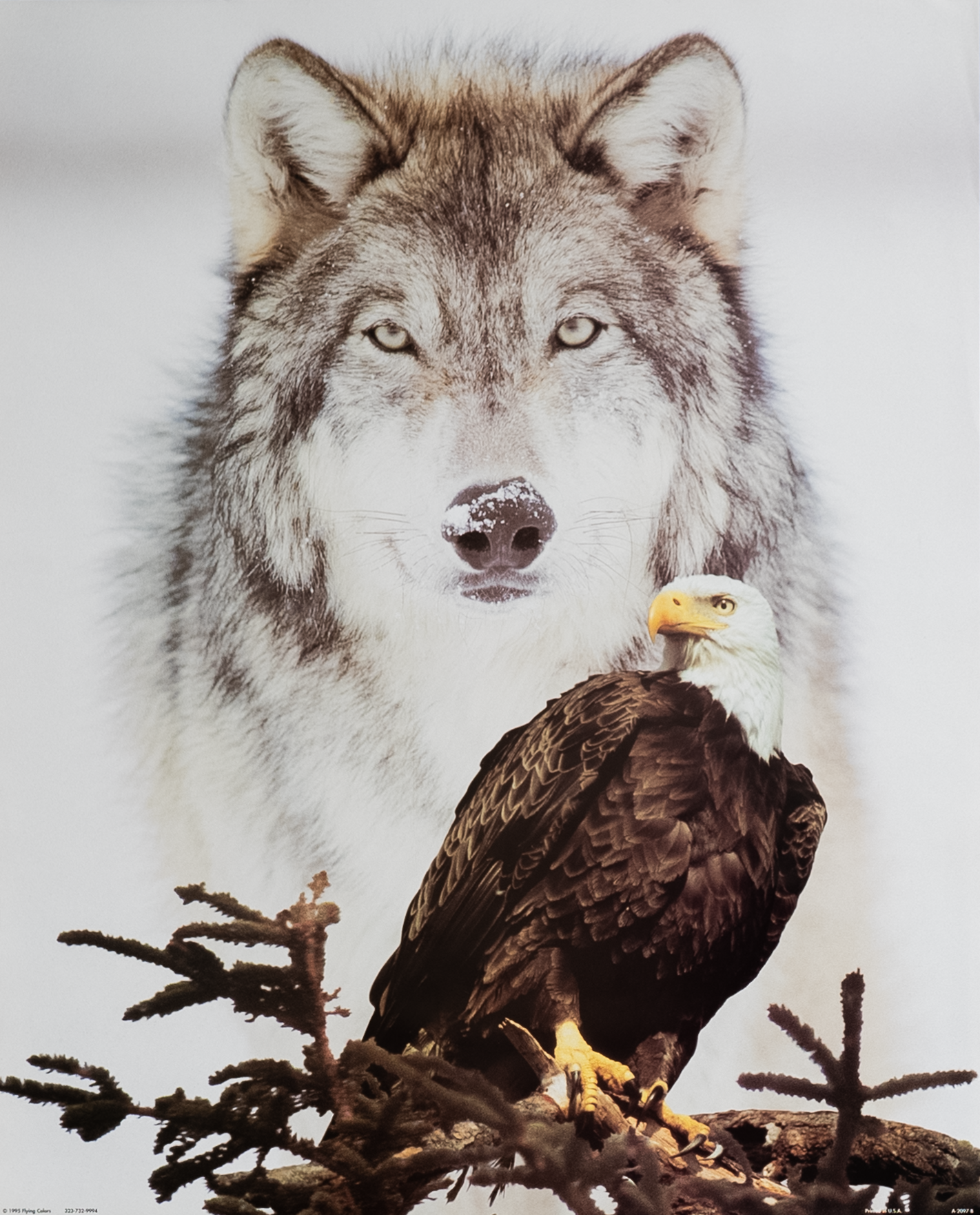 Wolf + Eagle II, Art Poster Print for Wall, Home Decor