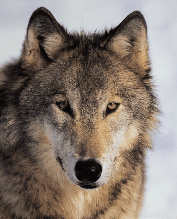 Wolf Head by Brakefield, Art Poster Print for Wall, Home Decor