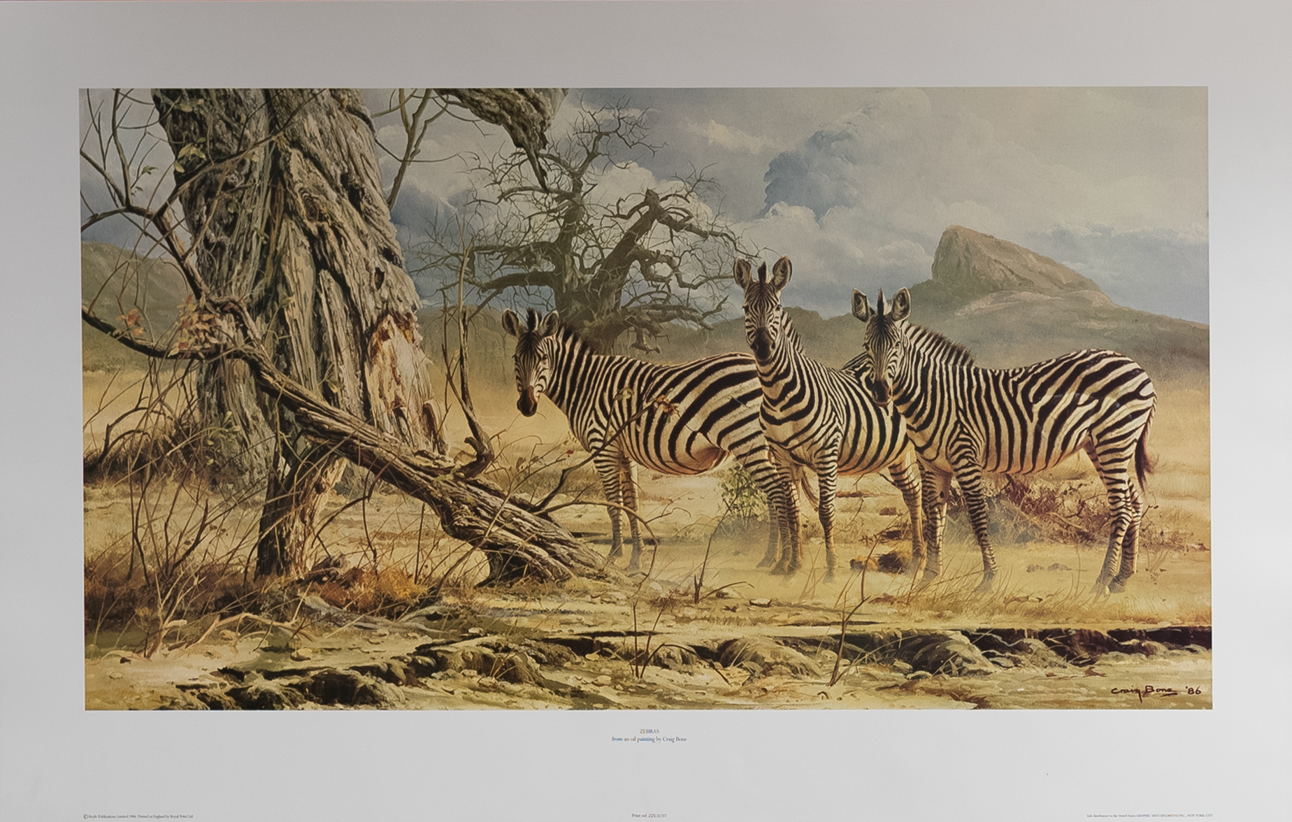 Zebras by Bone, Art Poster Print for Wall, Home Decor