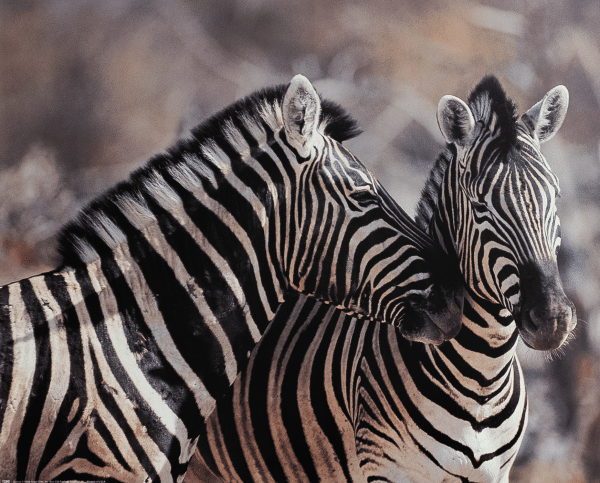 Zebras II, Art Poster Print for Wall, Home Decor