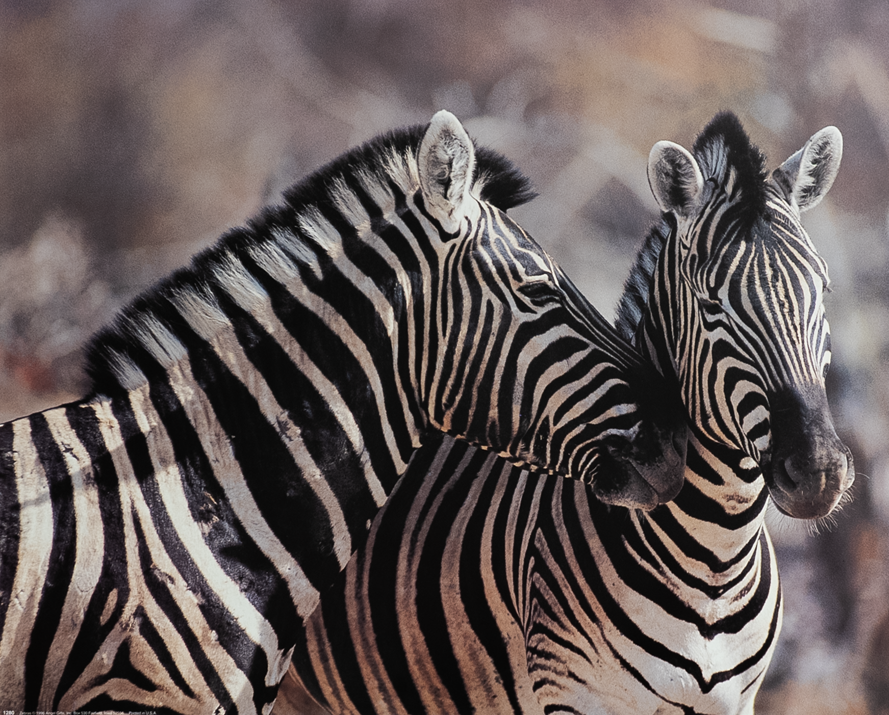 Zebras II, Art Poster Print for Wall, Home Decor